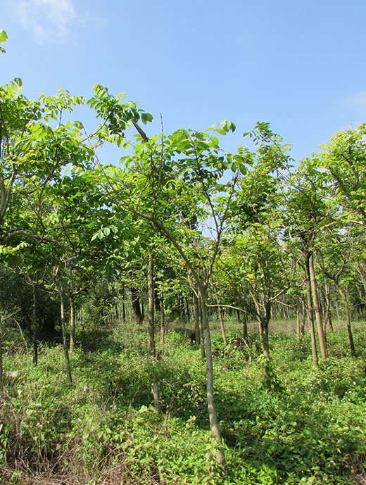 苗圃绿化基地