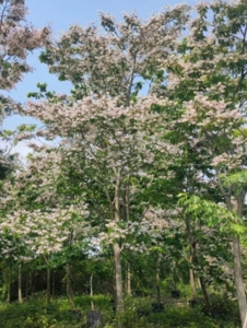 佛山花旗木，又名泰国樱花