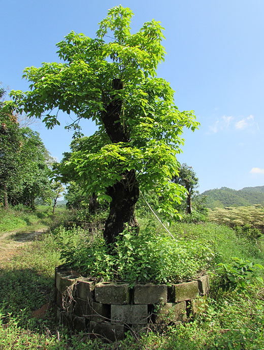 苗圃养护绿化