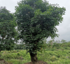 苗木培育培植绿化